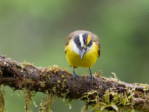 <h3><a href="/trips/costa-rica/biota/animalia/chordata/aves/040 passeriformes/011 tyrannidae/pitangus sulphuratus/pitangus sulphuratus-nl.html">Pitangus&nbsp;sulphuratus</a> / Great&nbsp;kiskadee / Grote&nbsp;kiskadie</h3>OM-1 Mark II met OLYMPUS M.150-400mm F4.5, 1/2000 sec  bij F4.5, ISO 5000, afstand 6.33&nbsp;m